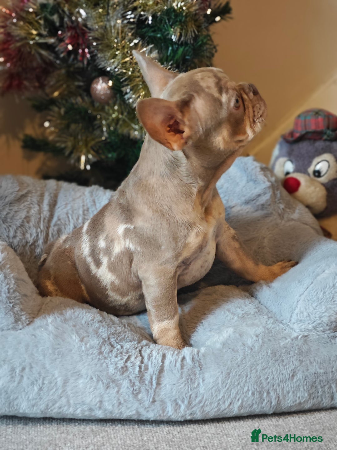 French Bulldog dogs for sale: Reduced Isabella and New Shade Isabella Puppies  - Advert 9