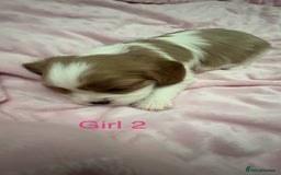 Cavalier King Charles Spaniel dogs for sale: Cavalier King Charles puppies  - Image 13