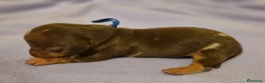 Miniature Dachshund 1