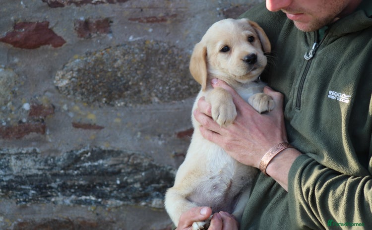 Labrador Retriever dogs - Advert 11