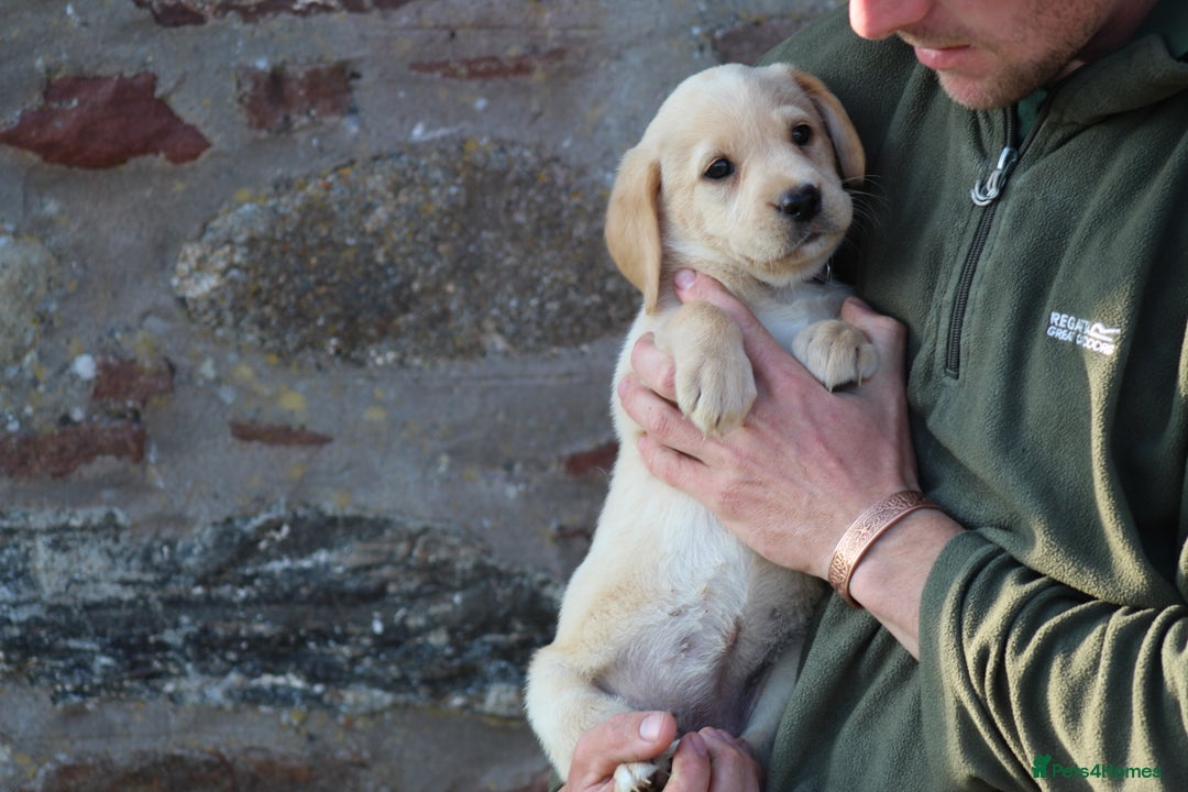 Labrador Retriever dogs for sale: Black and Yellow Working Labrador Puppies  - Image 1