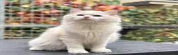 Ragdoll cats for sale: Last litter girl ready to leave  - Advert 9