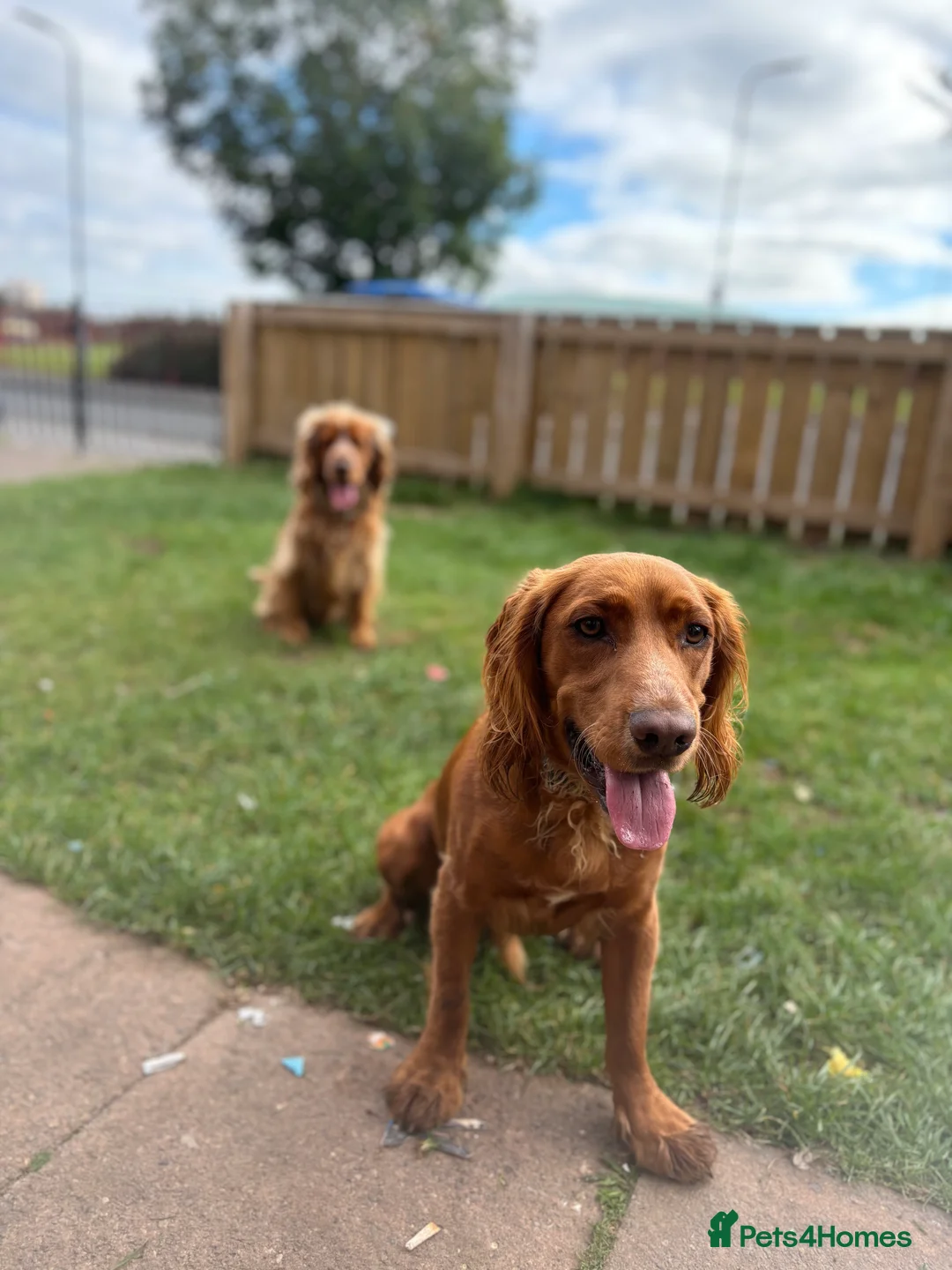 Cocker Spaniel dogs for sale: Juke  - Advert 14