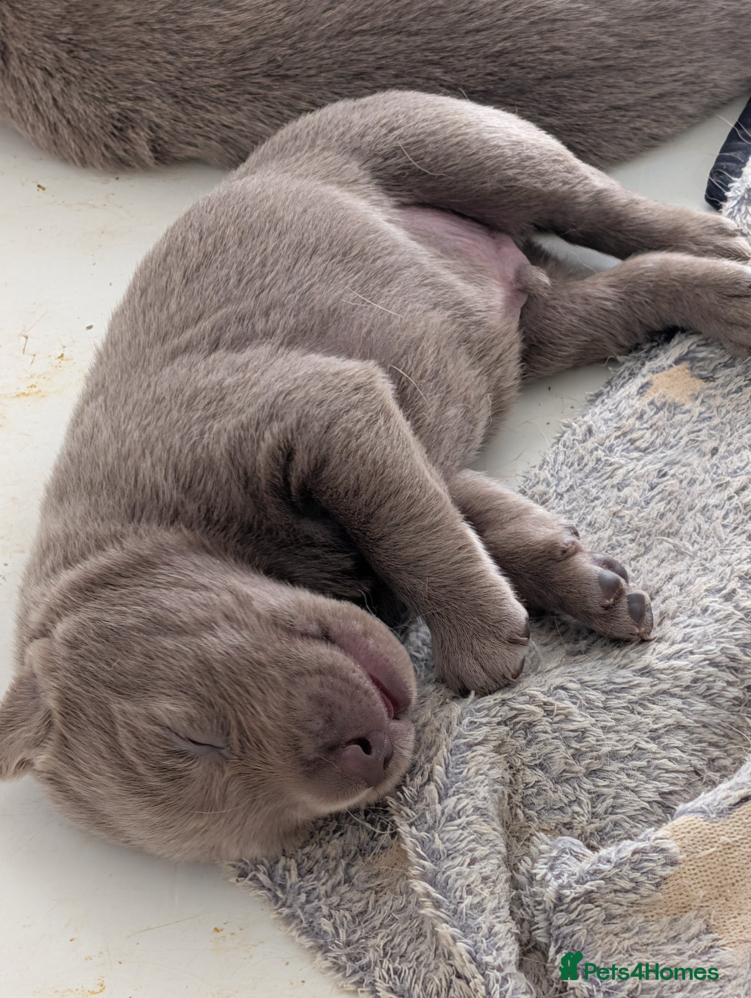 Labrador Retriever dogs Lovely Silver Labrador Puppies - home reared - Advert 2