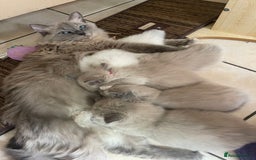 Ragdoll cats for sale: TICA registered pedigree Mink & blue point kittens - Image 8