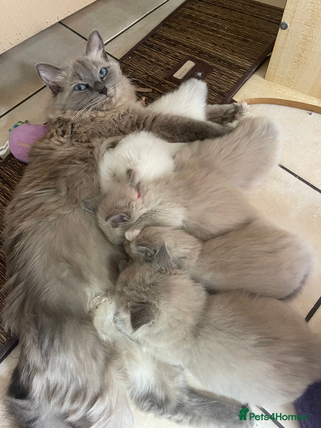 Ragdoll cats for sale: TICA registered pedigree Mink & blue point kittens - Image 8