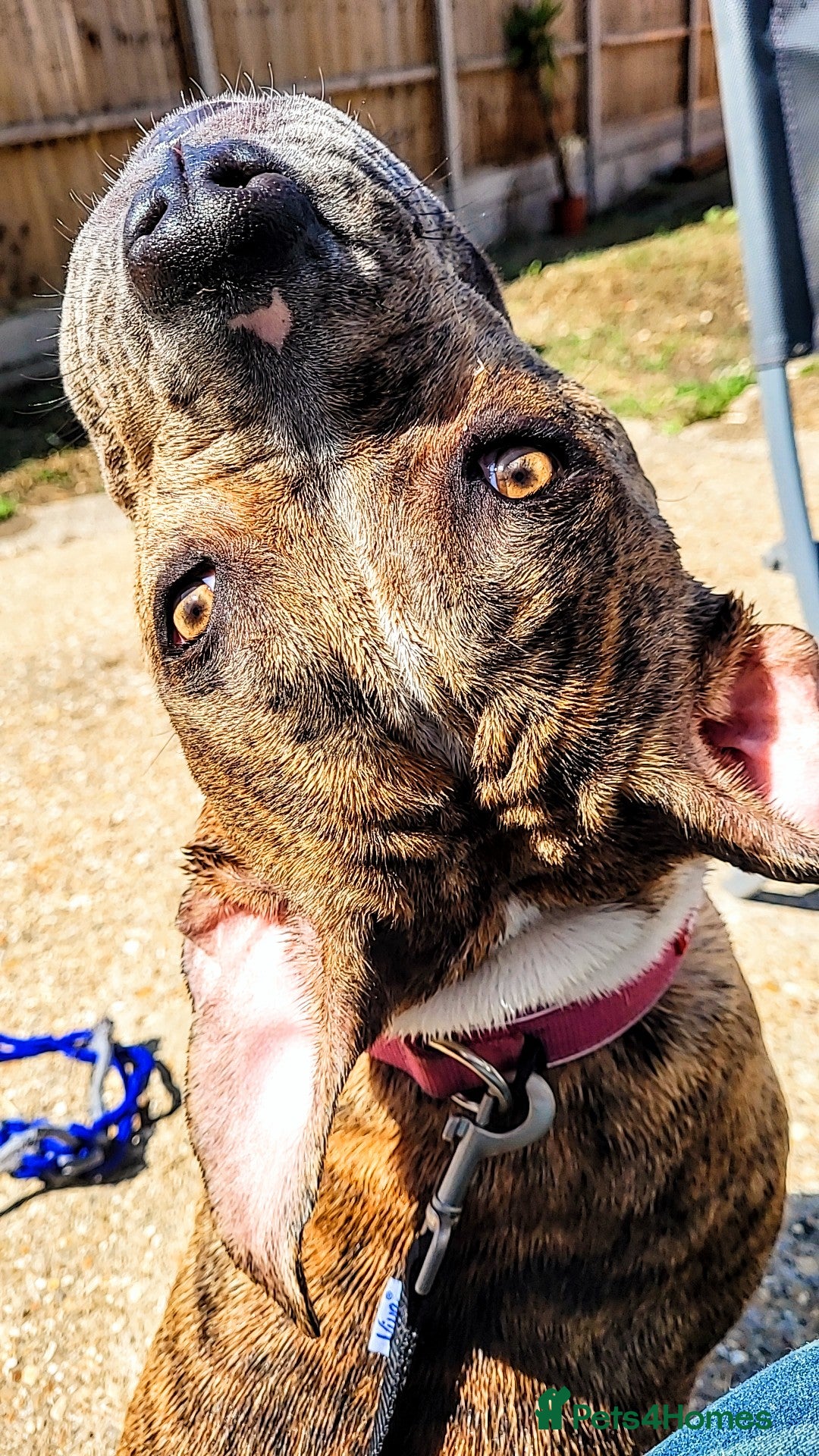 Mixed Breed dogs for sale: 8 month female dog - Image 5