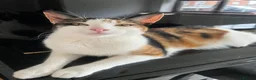 Mixed Breed cats for sale: Affectionate Calico Kitten - Advert 2