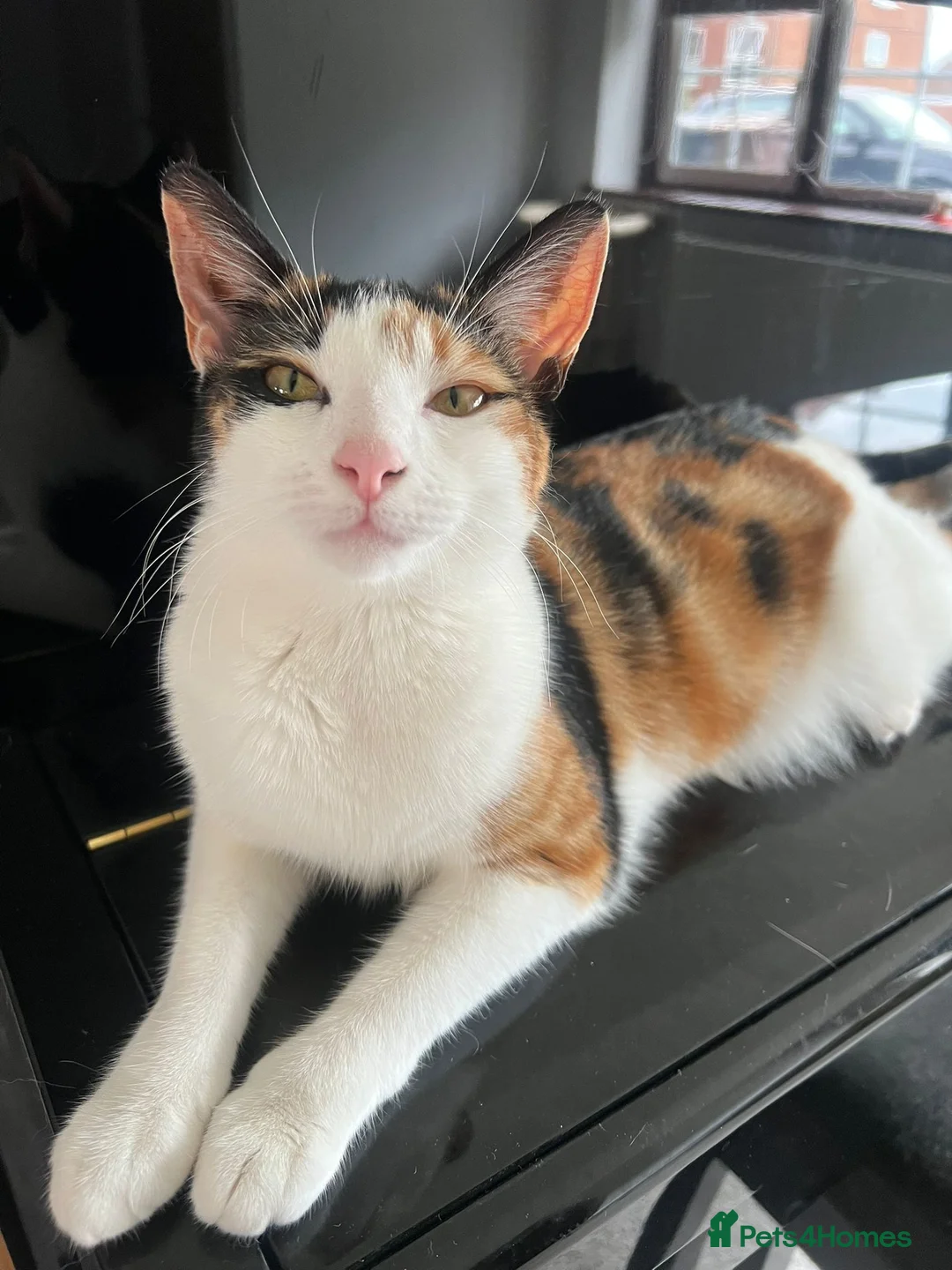 Mixed Breed cats for sale: Affectionate Calico Kitten - Advert 2