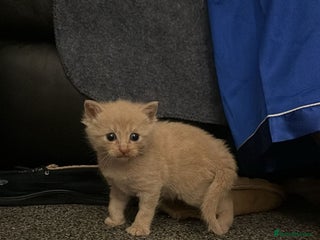 Mixed Breed cats Little boy - Advert 1