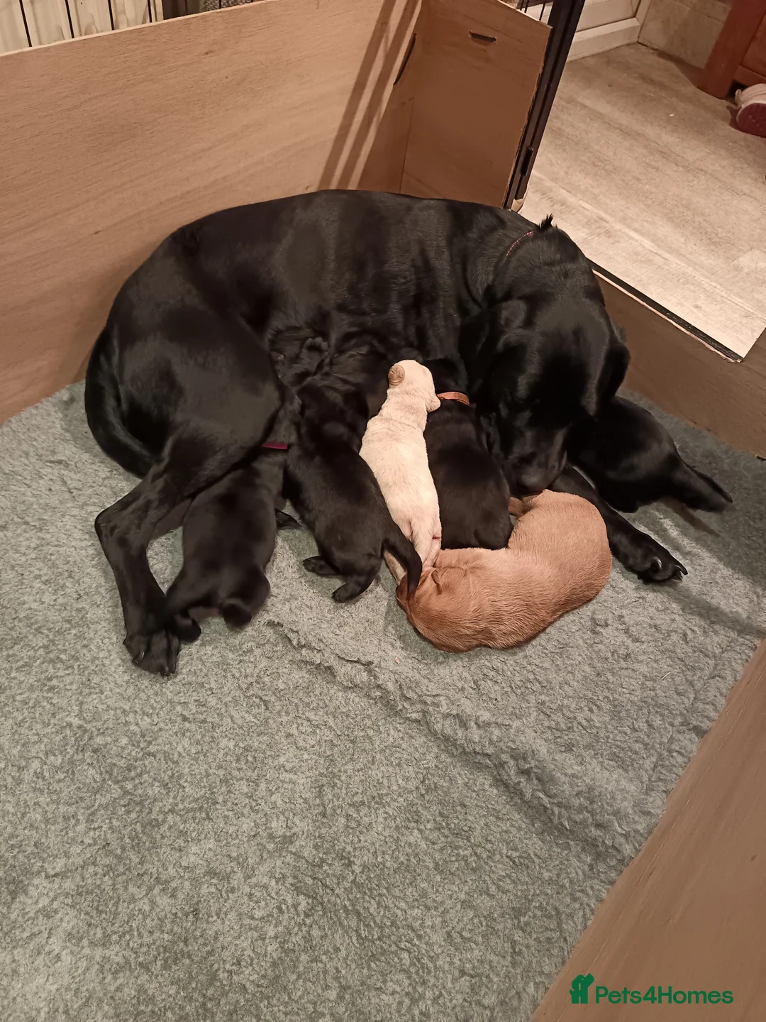 Labrador Retriever dogs for sale: Working labrador puppies - Advert 1