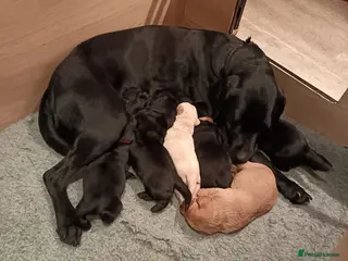 Labrador Retriever dogs Working labrador puppies - Advert 13