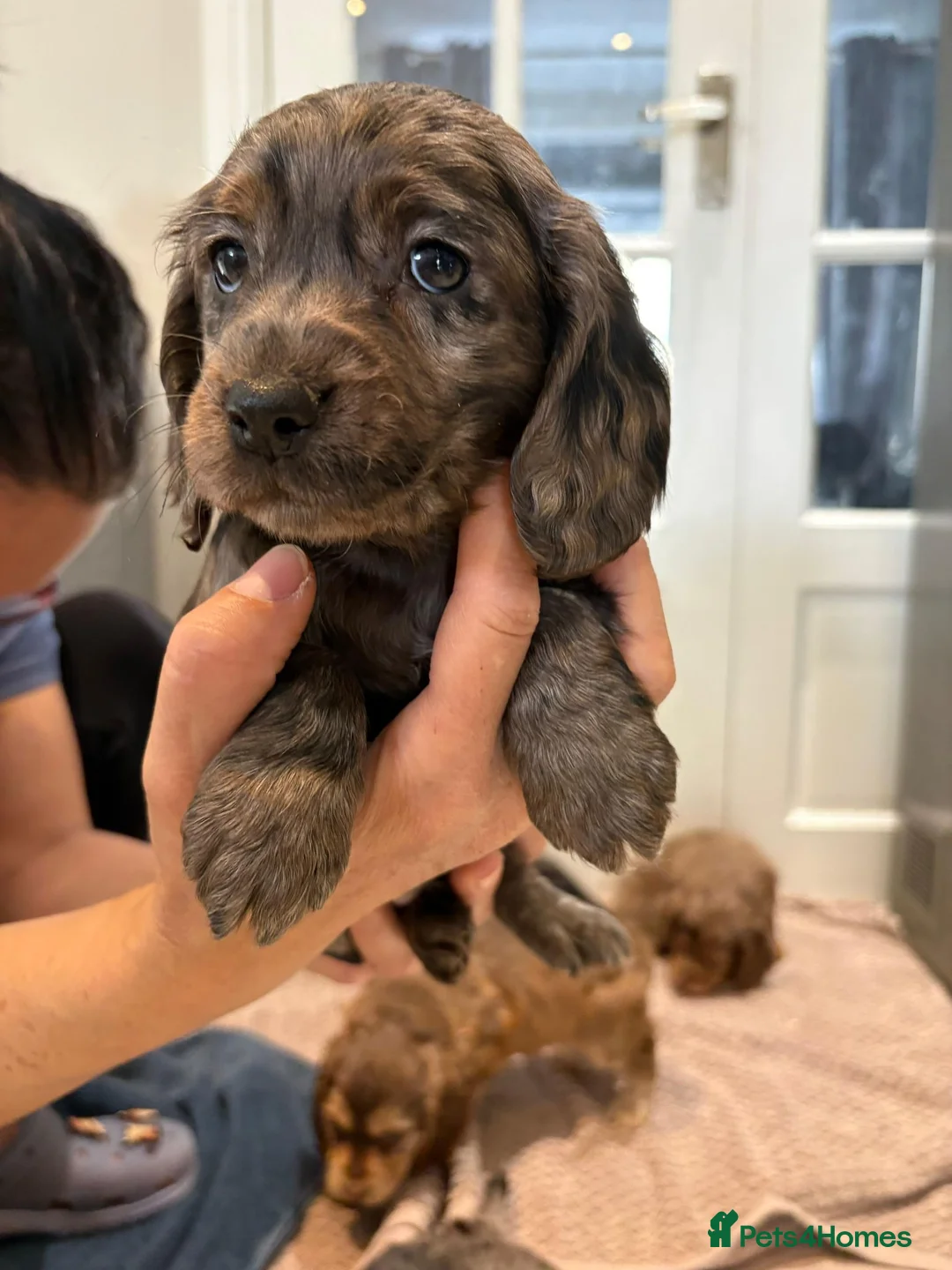 Cocker Spaniel dogs for sale: 100% Pedigree full show type DNA health tested  in Worksop - Advert 20