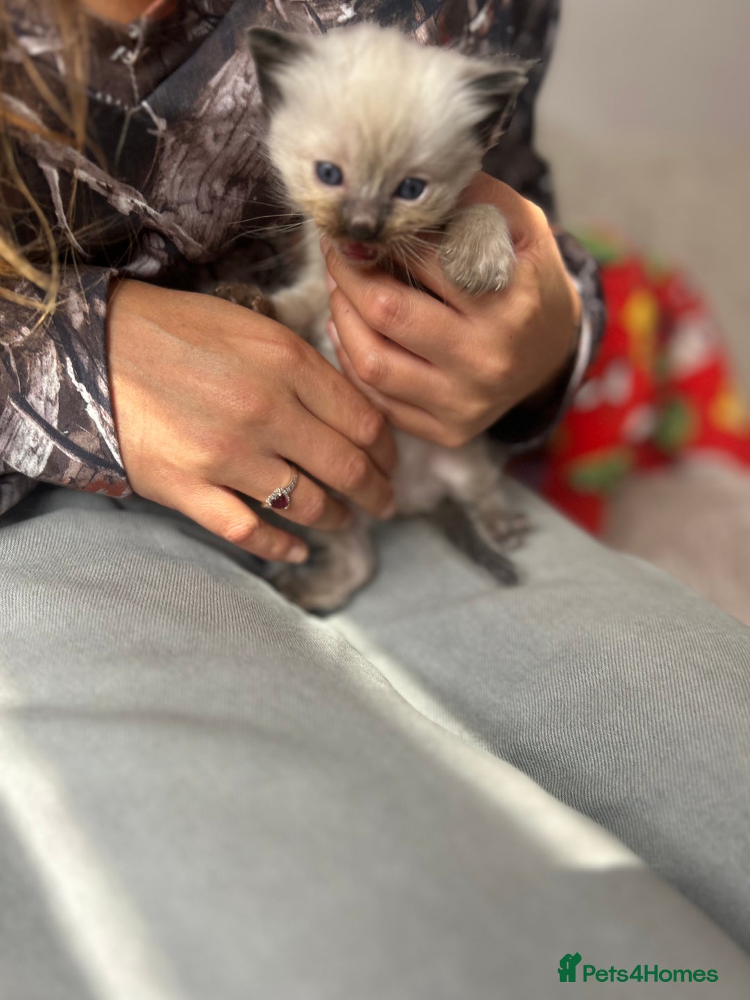 Ragdoll cats for sale: Beautiful pedigree blue point seal point Ragdolls - Image 12