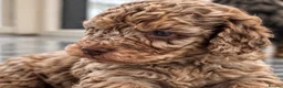 Cockapoo dogs for sale: Exquisite 5* rated licensed F2bb toy cockapoo’s  - Advert 3