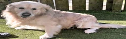 Goldador dogs for sale: Goldador Puppies  - Advert 28