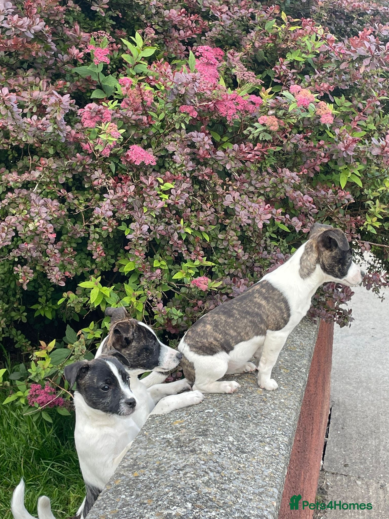 Jack Russell dogs for sale: 3 beautiful girls  - Advert 1