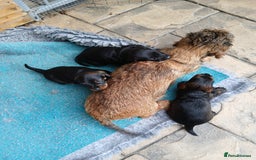 Miniature Dachshund dogs for sale: Miniature Wirehaired Dachshund  - Image 6