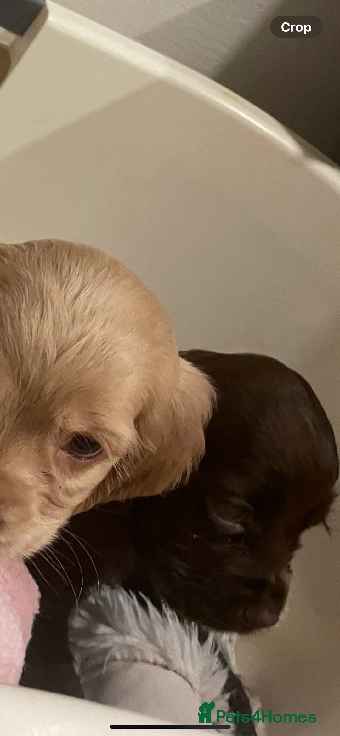 Cocker Spaniel dogs for sale: Cockerspaniel puppys Ready now!!! - Advert 3