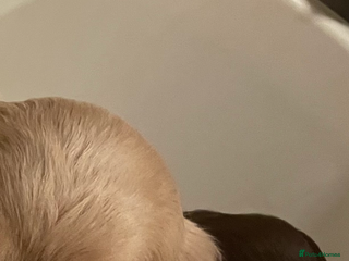 Cocker Spaniel dogs 1 Showcase Chocolate girl left - Advert 19