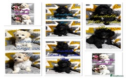 Maltipoo dogs for sale: Beautiful Maltipoo💙 boys and girls❤️ pra clear in Newark - Image 2