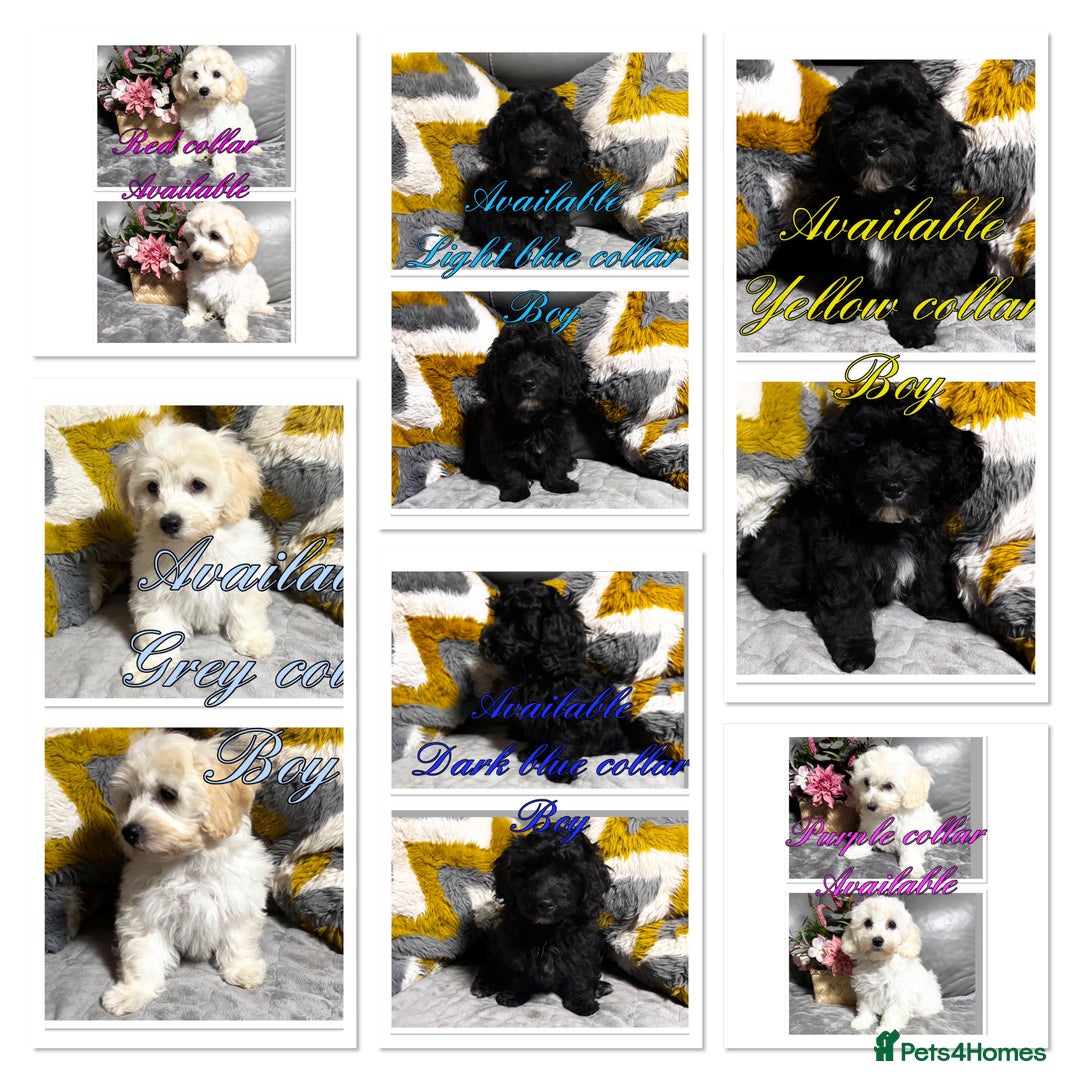 Maltipoo dogs for sale: Beautiful Maltipoo💙 boys and girls❤️ pra clear in Newark - Image 2