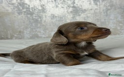 Miniature Dachshund dogs for sale: quality minature dachshunds (ready 14th october) - Image 11