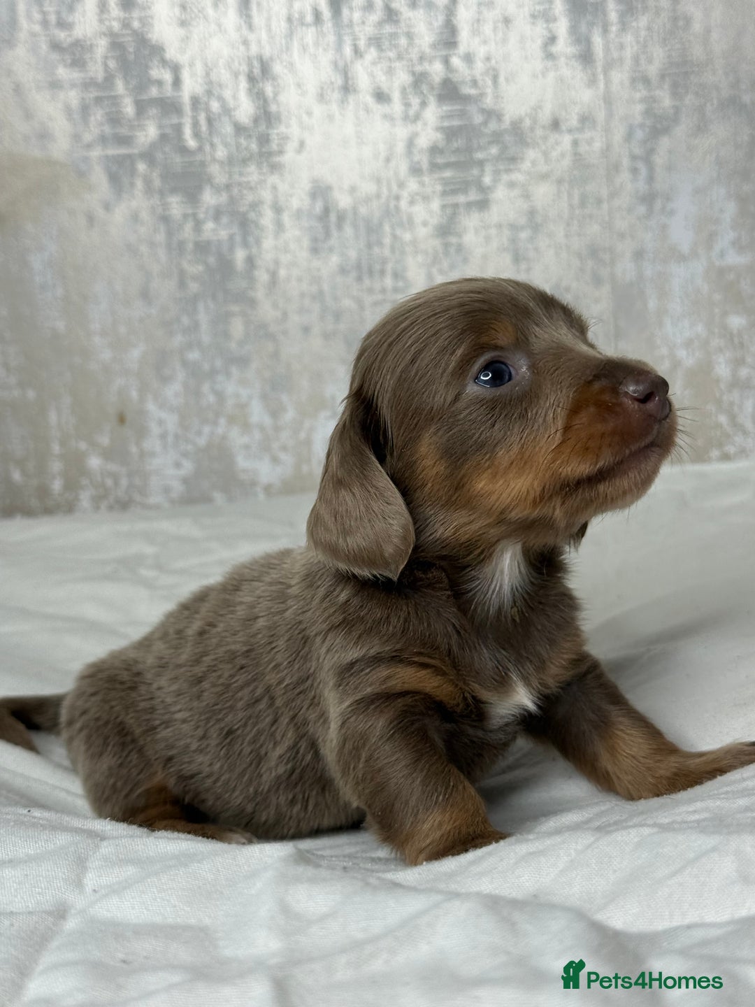 Miniature Dachshund dogs for sale: quality minature dachshunds (ready 14th october) - Image 11