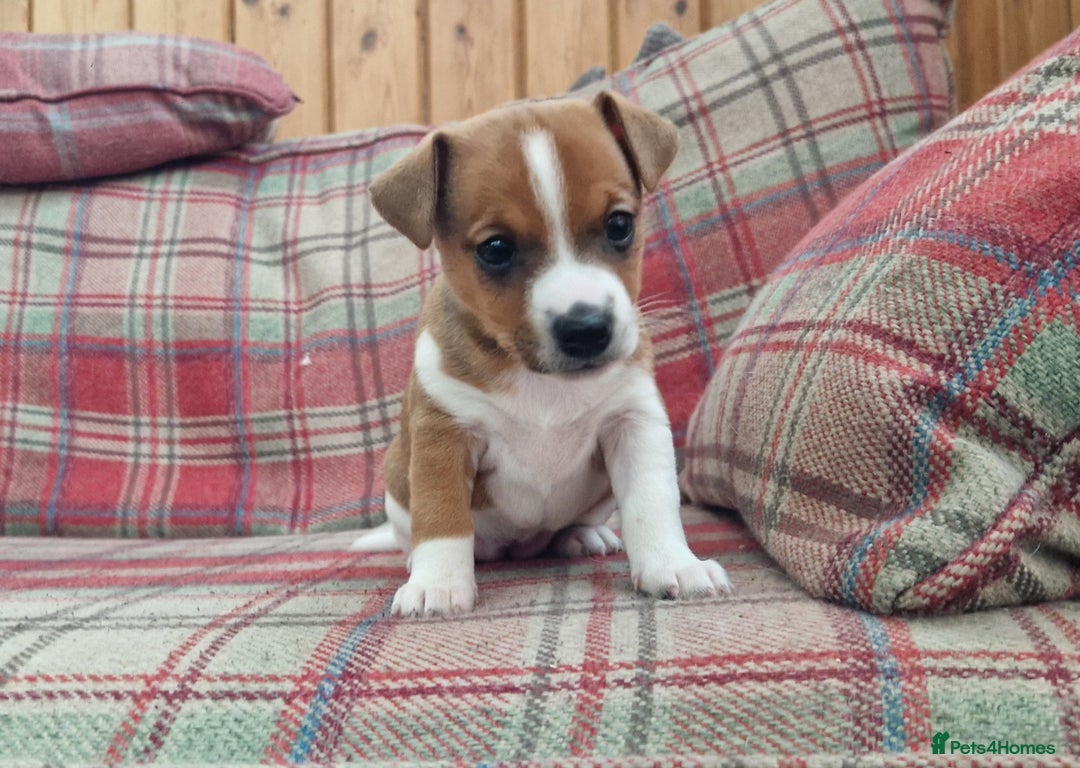 Jack Russell dogs for sale: Traditional Jack Russell Pups DNA Health Tested  - Image 36