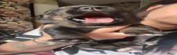 Rottweiler dogs for sale: Shepweiller puppies - Advert 9