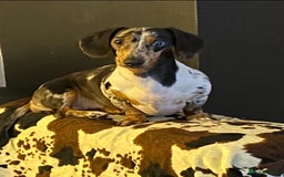 Miniature Dachshund dogs for sale: Miniature duscuhund  - Image 23