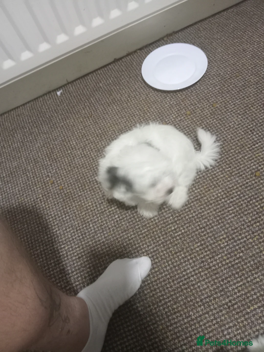 Bichon Frise dogs for sale: for sale  - Advert 6