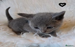 Russian Blue cats for sale: GCCF, CHAMPION SIRED RUSSIAN BLUE KITTENS - Advert 13