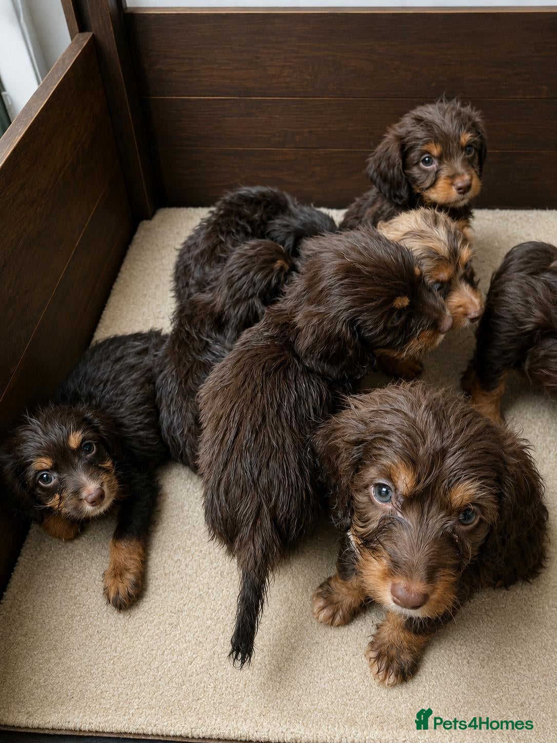 Cockapoo dogs COCKAPOO £975 - Advert 2