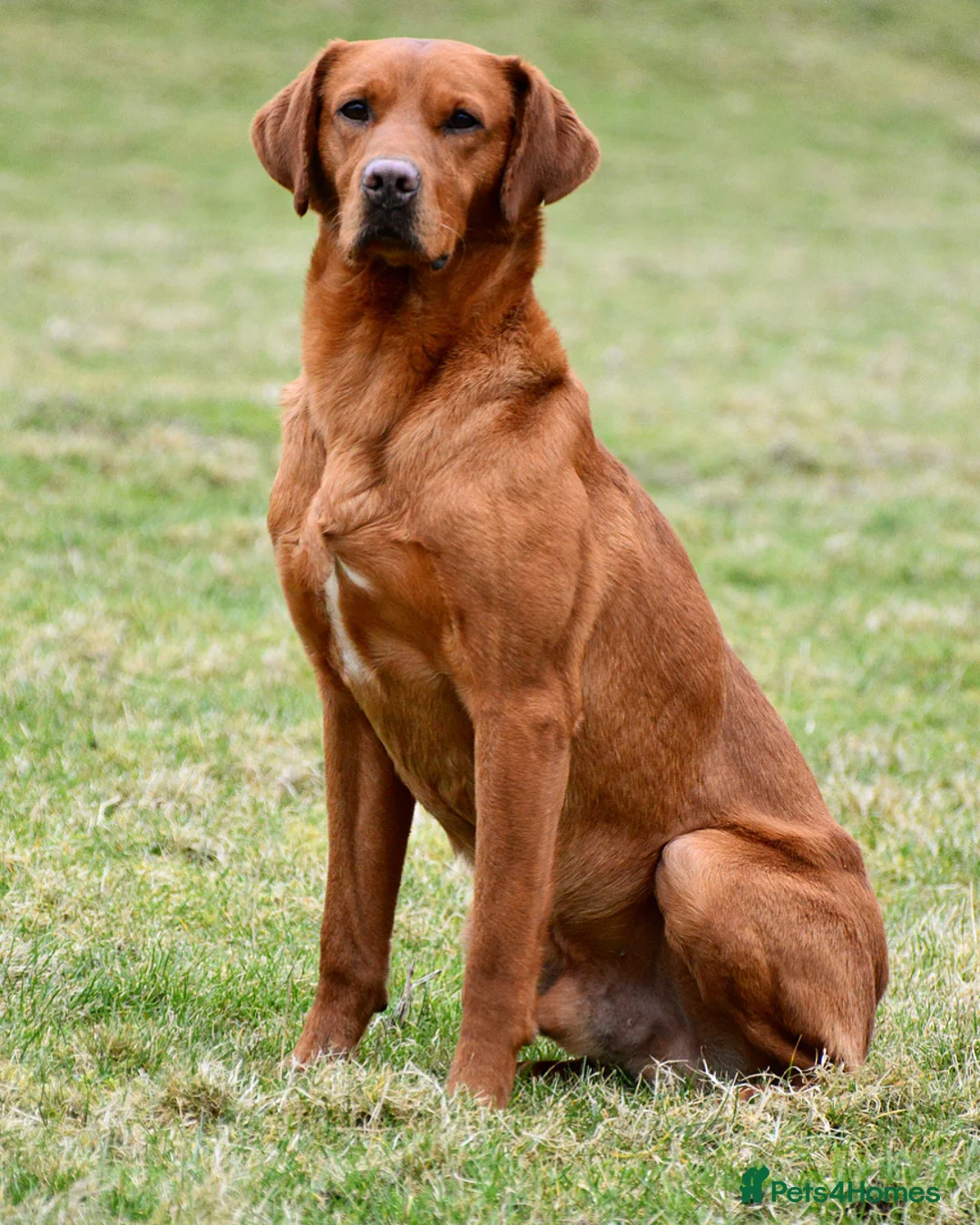 Labrador Retriever dogs for stud: 🔸DARK RED WORKING STUD KC & FULLY HEALTH TESTED🔸 in Hawes - Advert 18