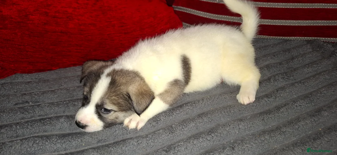 Mixed Breed dogs for sale: Siberian husky + Rus A Pei - Advert 24