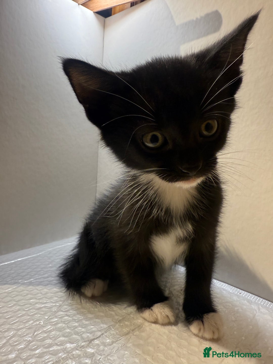 Korat cats for sale: Cute playful kittens ready for their new home 🖤🤍 - Advert 22