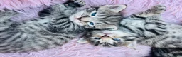 Mixed Breed cats for sale: Adorable kittens looking for their forever home  in Barnsley - Advert 8