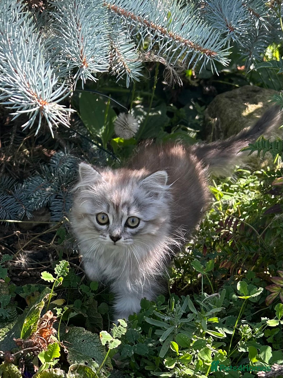 Scottish Fold cats for sale: ONE GORGEOUS SCOTTISH FOLD X CHINCHILLA PERSIAN - Image 1