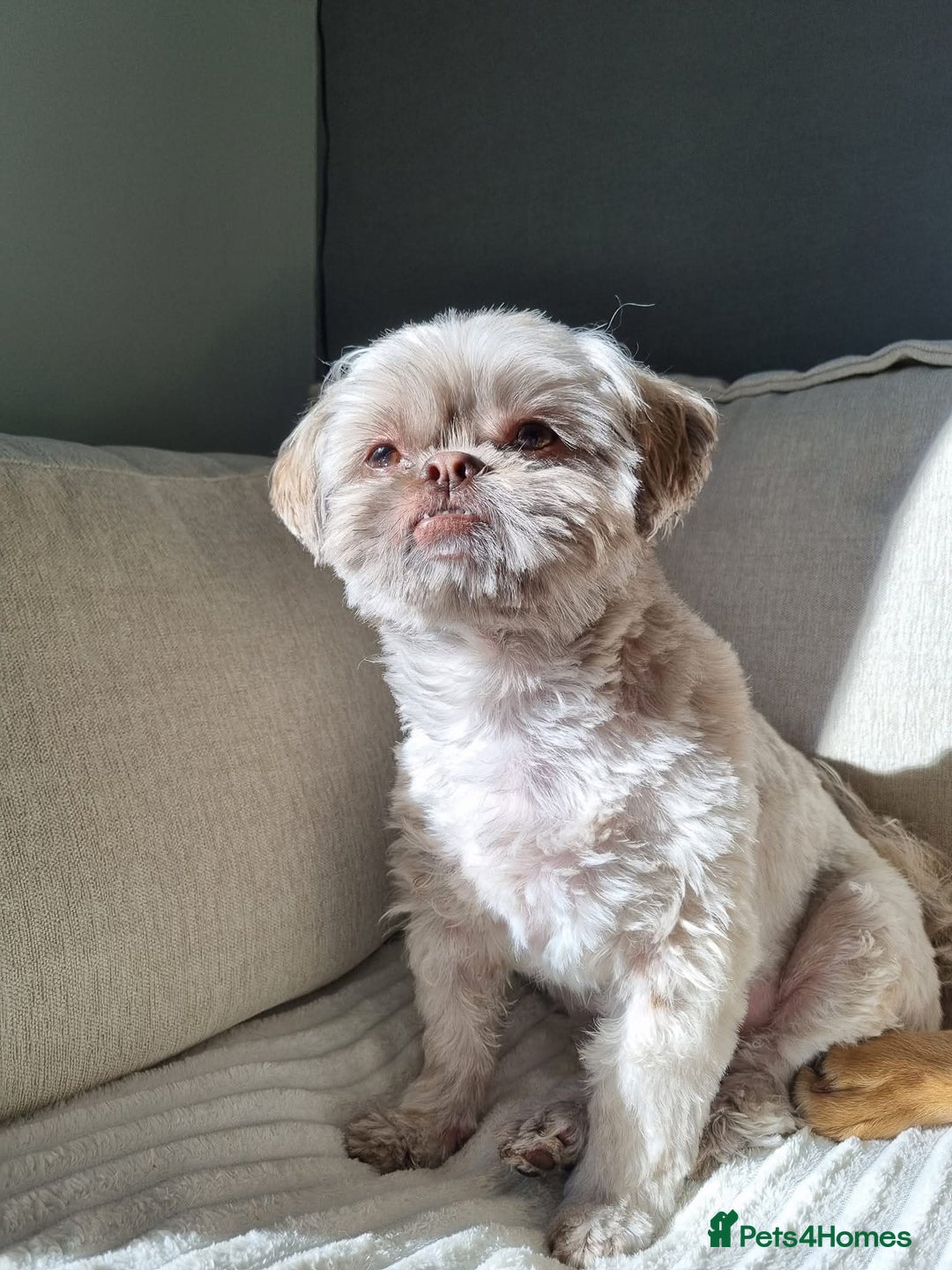 Shih Tzu dogs for sale: Male Shih tzu - Advert 2