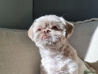 Shih Tzu dogs Male Shih tzu - Advert 1