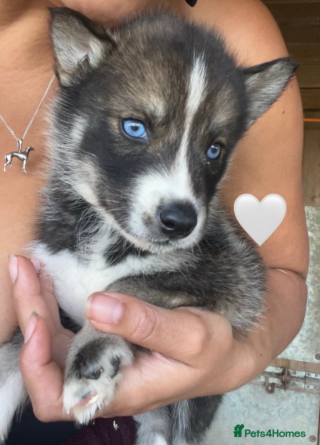 Siberian Husky dogs Outstanding KC Registered Puppies - Advert 6