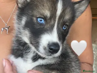 Siberian Husky dogs Outstanding KC Registered Puppies - Advert 6