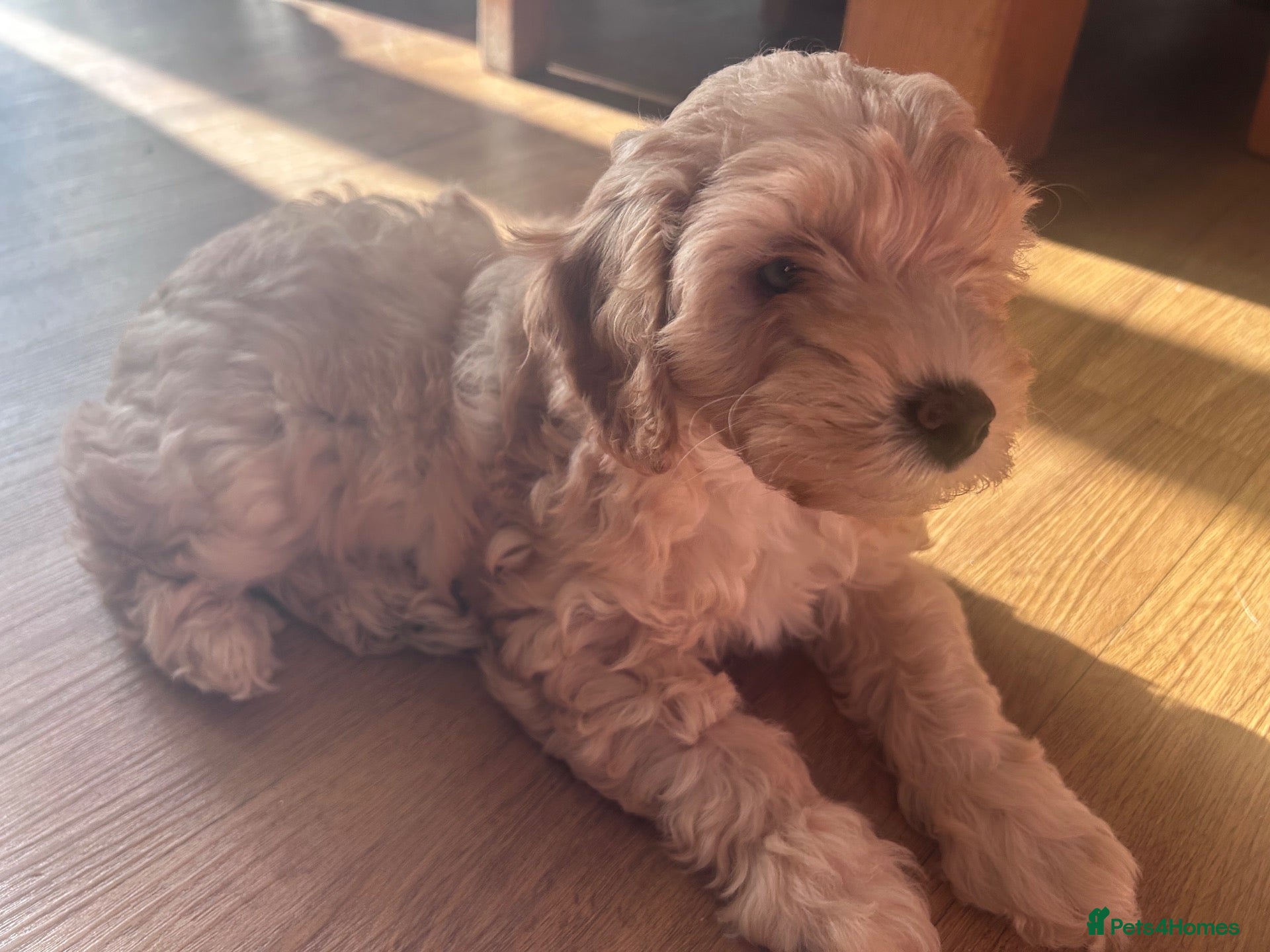 Cavapoo dogs “Be quick!” 1 stunning Rare girl Pup left!!! - Advert 1