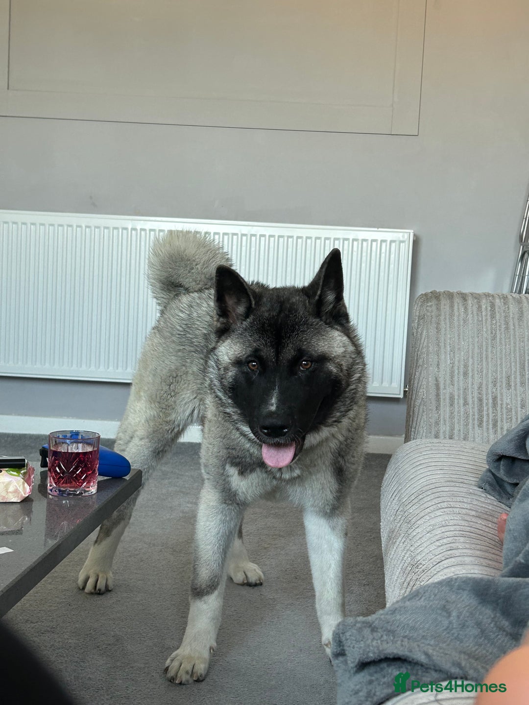 Huskita dogs for sale: America Akita puppy - Image 2