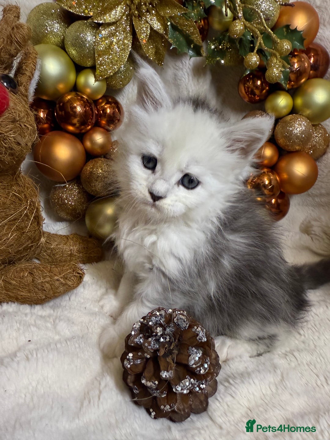 Maine Coon cats for sale: 🏅❤️Champ blood beautiful Mainecoone kittens 🏅 - Advert 16