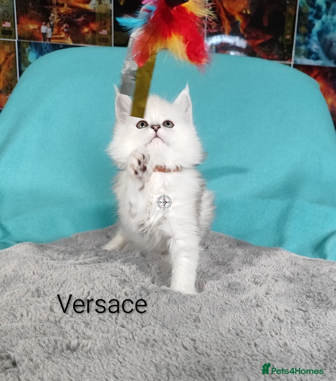 Maine Coon cats for sale: Unique beautiful kittens  - Advert 15