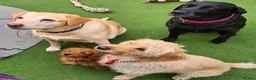 Labradoodle dogs for sale: Absolutely beautiful, F1bb Miniature Labradoodles  - Advert 13