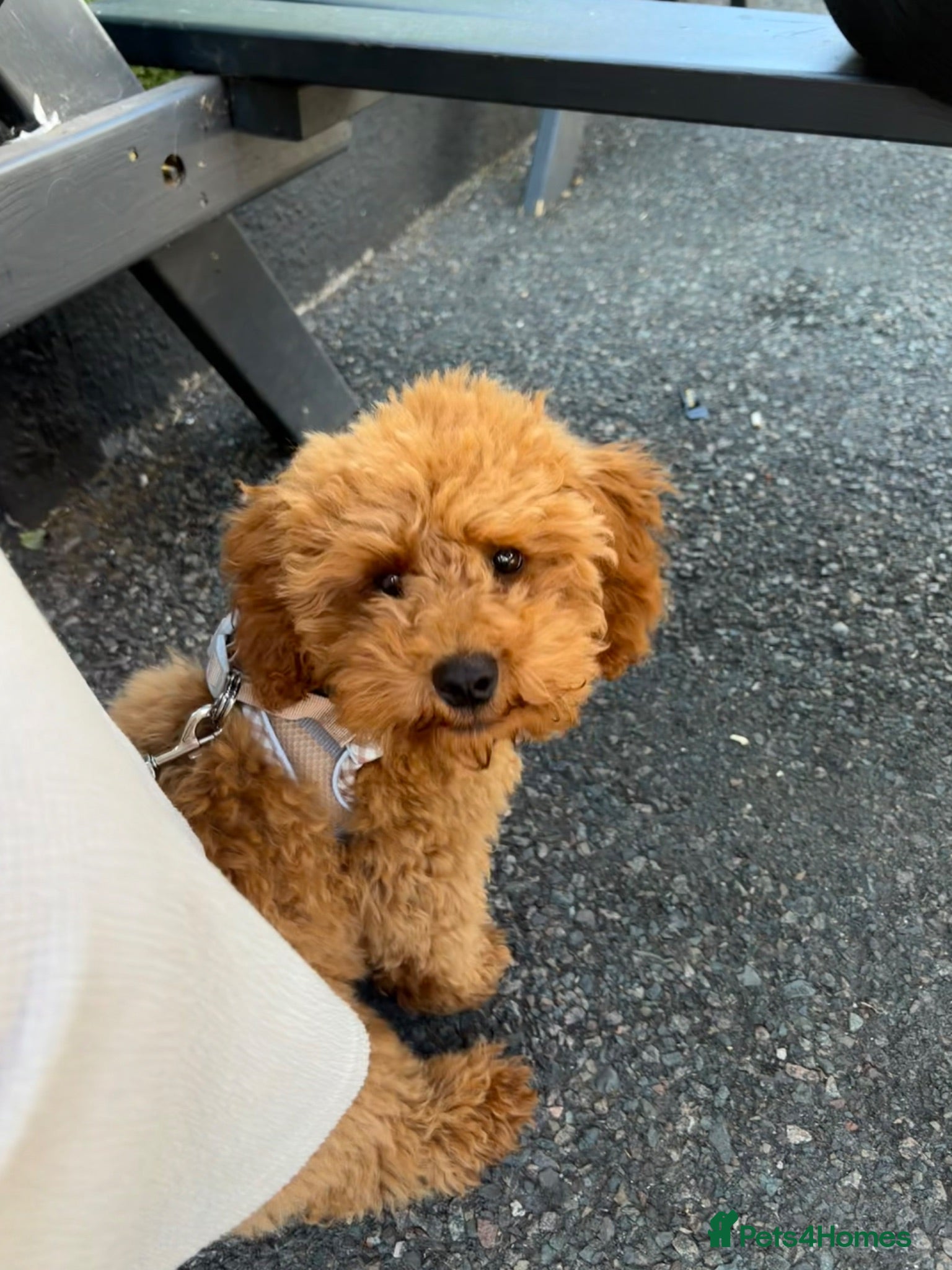 Maltipoo dogs 4-Month-Old Maltipoo ❤️ - Advert 6