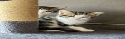 Mixed Breed cats for sale: Mixed breed kittens  - Advert 5